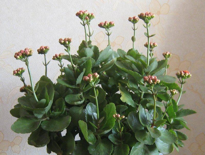 长寿之花（探究不同花卉在不同文化中代表长寿的含义与象征）
