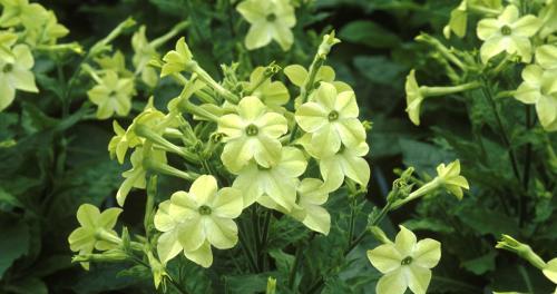 烟草是什么植物？它有哪些独特的属性和用途？