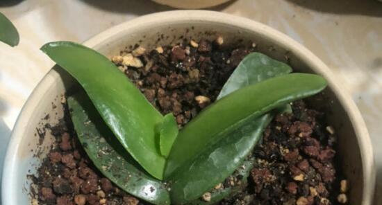 草玉露分株图解：最佳时间是什么时候？繁殖方法有哪些？