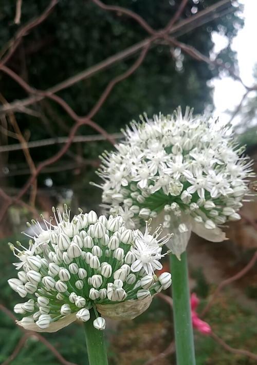 葱头会开花吗？开花时是什么样的？