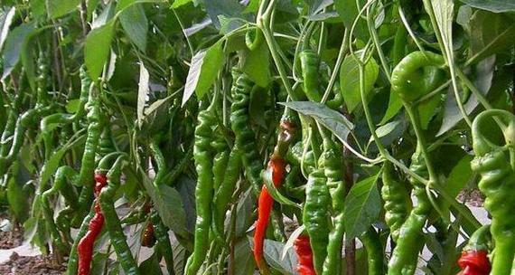 辣椒种植的最佳时间和方法是什么？