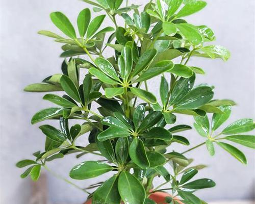 鸭掌木喜不喜欢阳光？光照需求与养殖技巧解析