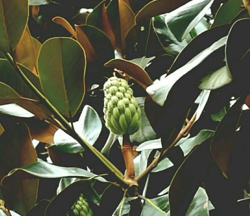 橡树果实能吃吗？食用橡子的安全性和营养价值解析？