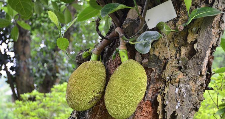 菠萝蜜通常生长在哪些地区？如何识别菠萝蜜树？