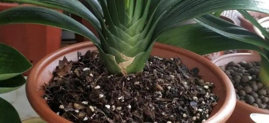 苹果皮可以做肥料吗？如何正确使用苹果皮作为肥料？