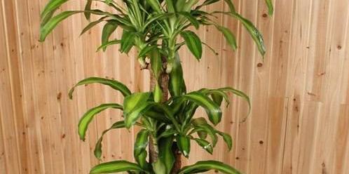 螺旋铁养殖方法是什么？养殖过程中需要注意哪些事项？