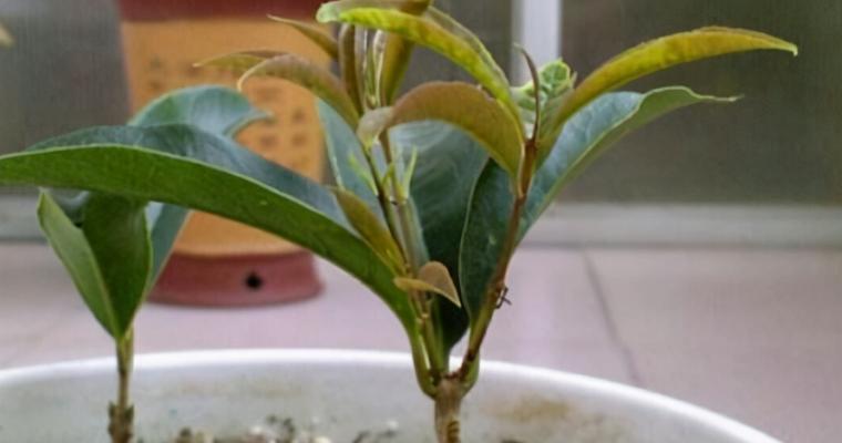 桂花树扦插的成功率高吗？如何提高扦插成活率？