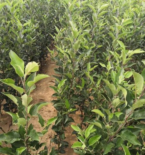 苹果苗什么品种最好？如何挑选适合的苹果树苗？