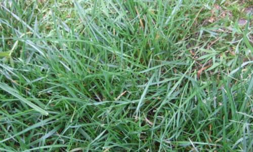 草坪打什么药好？如何选择合适的草坪养护产品？