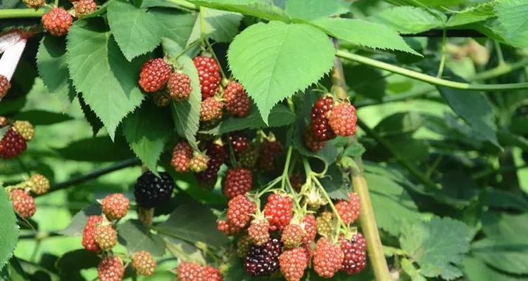 树莓清洗方法有哪些?如何确保树莓洗得干净又卫生? 树莓清洗方法有哪些?如何确保树莓洗得干净又卫生?