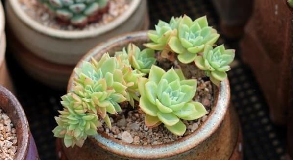 三色堇多肉爆头技巧是什么？如何快速实现爆头效果？