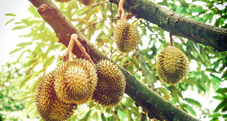 榴莲树几年结果实？如何正确种植和养护以促进早期结果？