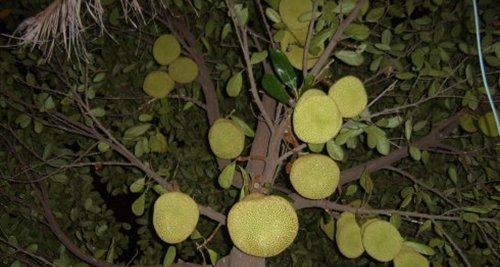 榴莲树几年结果实？如何正确种植和养护以促进早期结果？