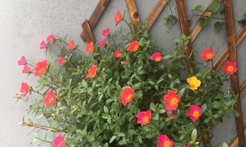 太阳花期持续多久？如何延长花期？