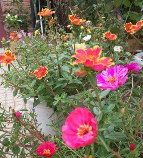 太阳花期持续多久？如何延长花期？