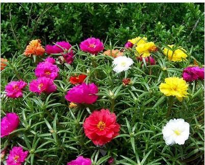 太阳花期持续多久？如何延长花期？