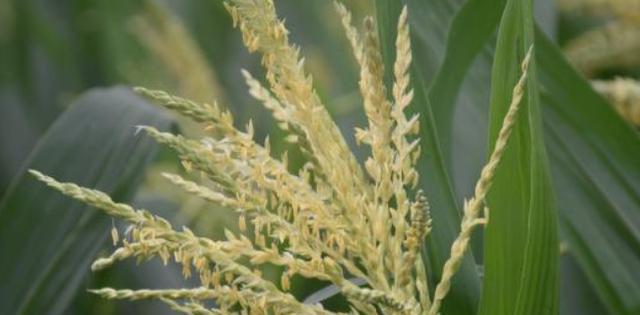 番茄是雌雄同株植物吗？如何识别番茄的性别特征？