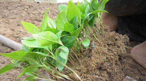 玉树可以扦插吗？扦插方法和注意事项是什么？