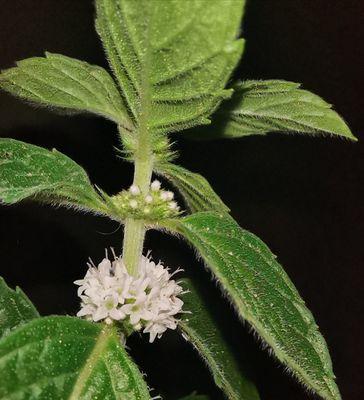 薄荷会开花吗？薄荷开花的样子是怎样的？