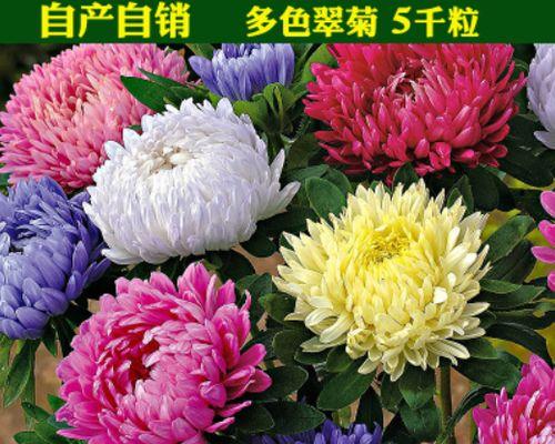 翠菊盆栽一盆种几颗最合适？种植数量对生长有影响吗？