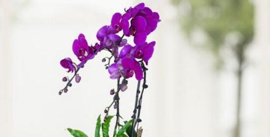 蝴蝶兰花期持续多久？如何延长花期？