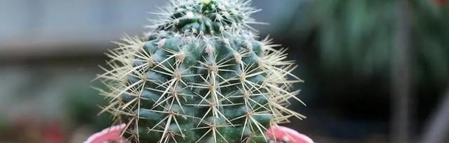 仙人球冬季养护技巧？如何确保安全越冬？
