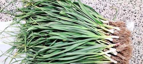 蒜苗通常在哪个季节种植？最佳种植时间是什么时候？