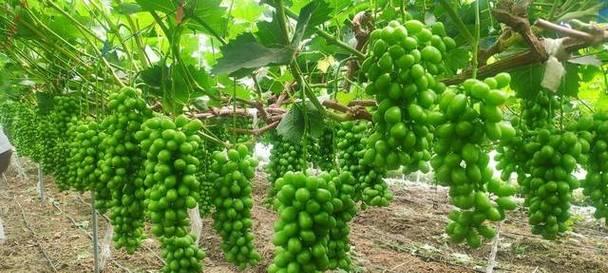 葡萄最适合生长在哪些地方？气候条件有何要求？