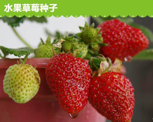 草莓种子最佳种植时间是什么时候？种植后需要注意什么？