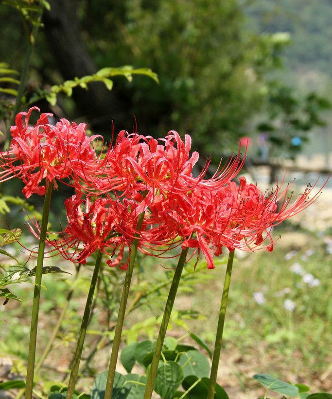 彼岸花最佳种植时间是什么时候？种植后如何照料？