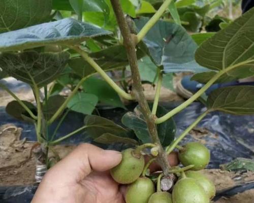 盆栽猕猴桃用多大的盆合适？如何根据植株大小选择合适盆径？