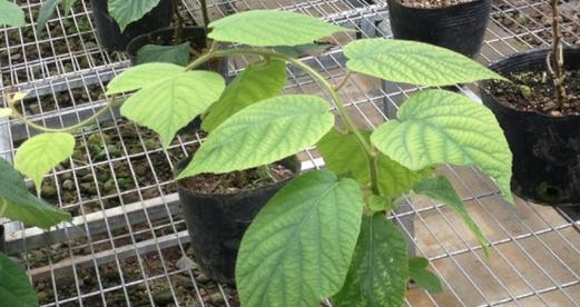 盆栽猕猴桃用多大的盆合适？如何根据植株大小选择合适盆径？