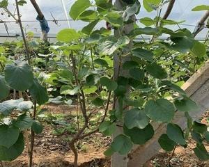 盆栽猕猴桃用多大的盆合适？如何根据植株大小选择合适盆径？