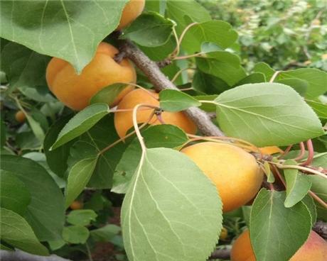 杏子在南方种植的可行性及注意事项？