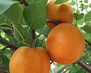 杏子在南方种植的可行性及注意事项？