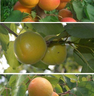 杏子在南方种植的可行性及注意事项？