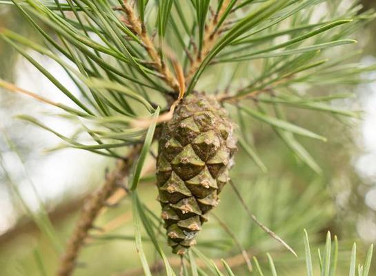玉米属于裸子植物吗?玉米的分类和特点是什么? 玉米属于裸子植物吗?玉米的分类和特点是什么?