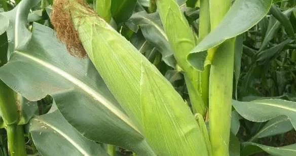 玉米属于裸子植物吗?玉米的分类和特点是什么? 玉米属于裸子植物吗?玉米的分类和特点是什么?