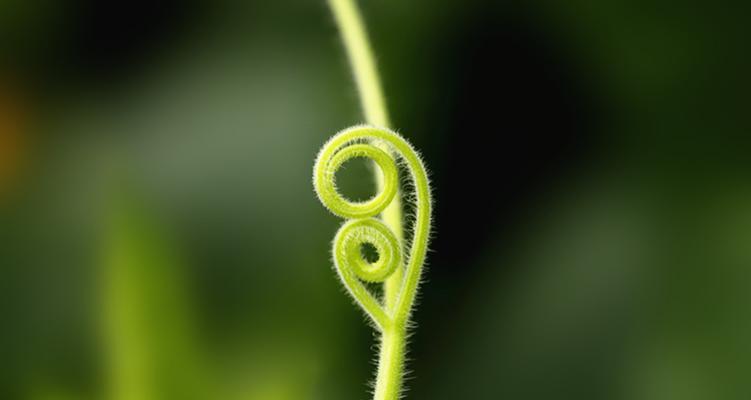 南瓜须有什么功效和作用？如何正确食用南瓜须？