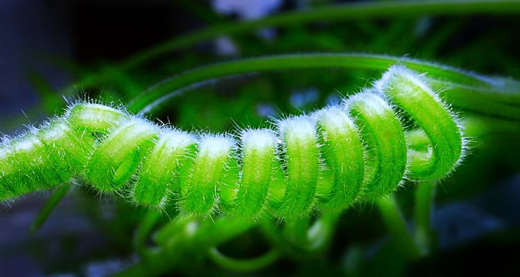 南瓜须有什么功效和作用？如何正确食用南瓜须？