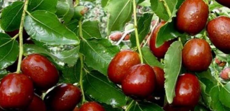 生吃枣子有什么好处?对健康有哪些益处? 生吃枣子有什么好处?对健康有哪些益处?