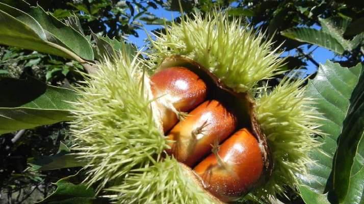 生吃枣子有什么好处?对健康有哪些益处? 生吃枣子有什么好处?对健康有哪些益处?