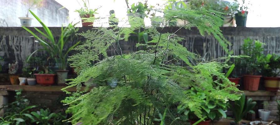 磷酸二氢钾浇文竹合适吗？使用方法和注意事项是什么？