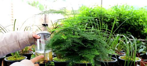 磷酸二氢钾浇文竹合适吗？使用方法和注意事项是什么？