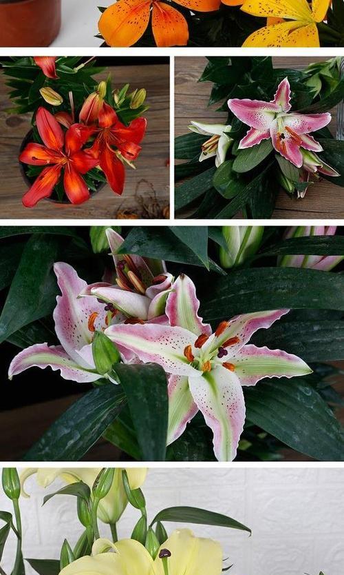 夏天种植百合花需要注意什么？如何确保成活率？