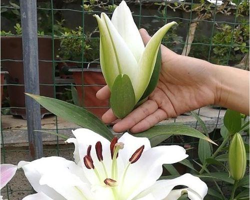 夏天种植百合花需要注意什么？如何确保成活率？