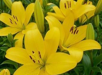 夏天种植百合花需要注意什么？如何确保成活率？