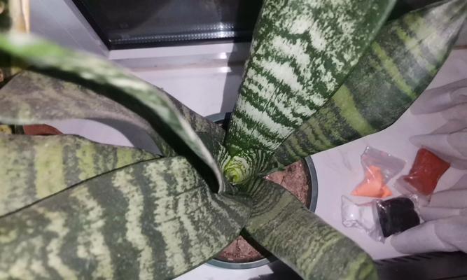 虎皮兰配土方法是什么？种植土壤选择有哪些要点？