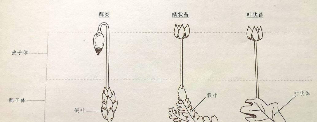 木棉属于裸子植物吗？木棉和裸子植物有什么区别？
