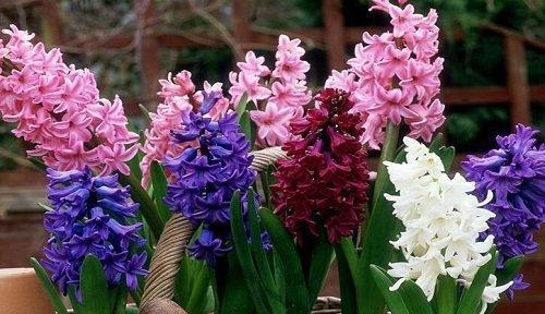 以向日葵为花语的新的开始（带给你阳光般的希望与勇气）